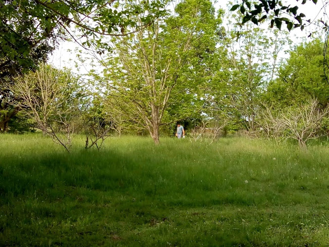 "Si supiera que el mundo acaba mañana, yo, hoy todavia plantaria un arbol".